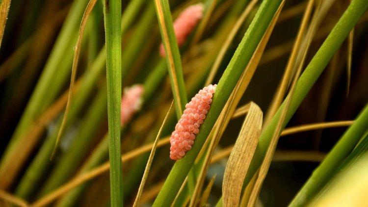 Biocontrol could be enhancing the resilience of invasive species